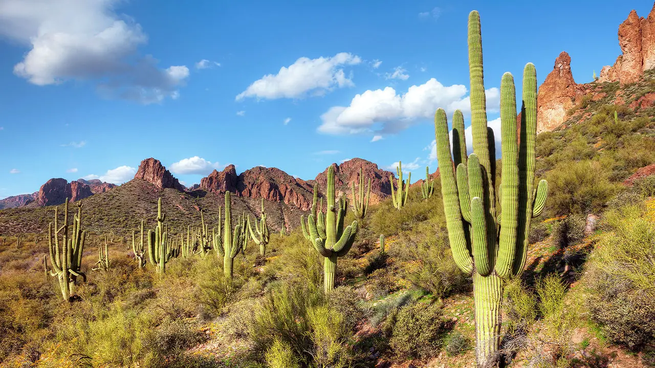 Desert in Arizona